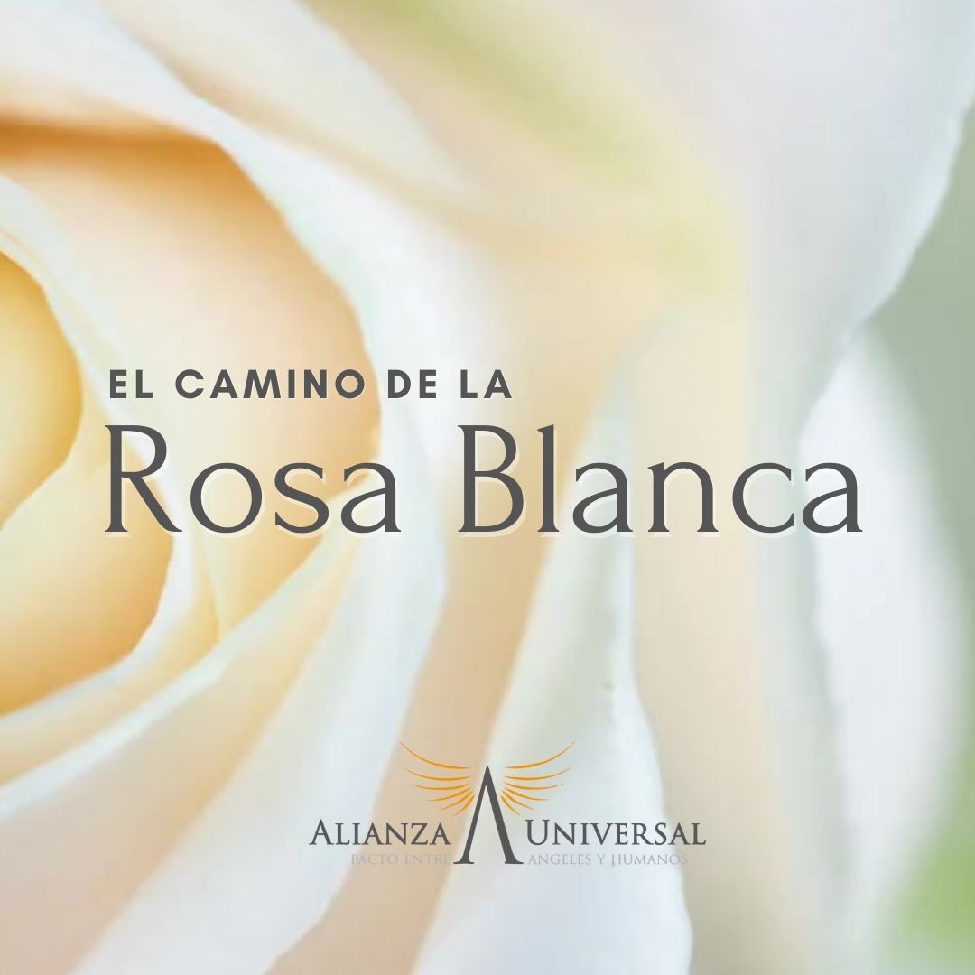 El Camino de la Rosa Blanca